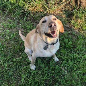 Meet your Posher, Daisy